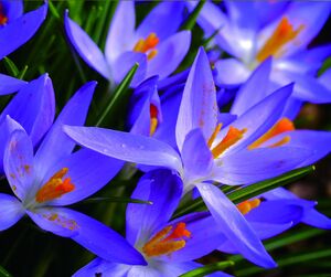 Салфетка для ухода за очками с принтом, материал микрофибра, в индивидуальной упаковке C50 BLUE FLOWERS, 17,5 *14,5 см