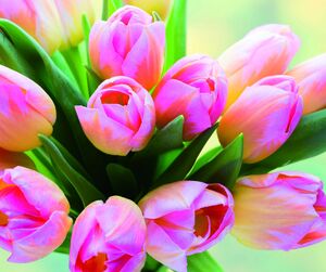 Салфетка для ухода за очками с принтом, материал микрофибра, в индивидуальной упаковке C49 TULIP 2, 17,5 *14,5 см