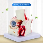 Anatomical eye model, collapsible, scale 3:1