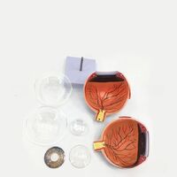Анатомическая модель (макет) глаза, разборная, с тонкими кровеносными сосудами, масштаб 6:1
