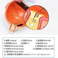 Anatomical eye model, dismountable, with thin blood vessels, scale 6:1 6倍眼球