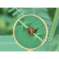 Лупа, увеличительное стекло с ручкой 玉柄82红色-XX, диаметр: 82 мм, увеличение: 6Х