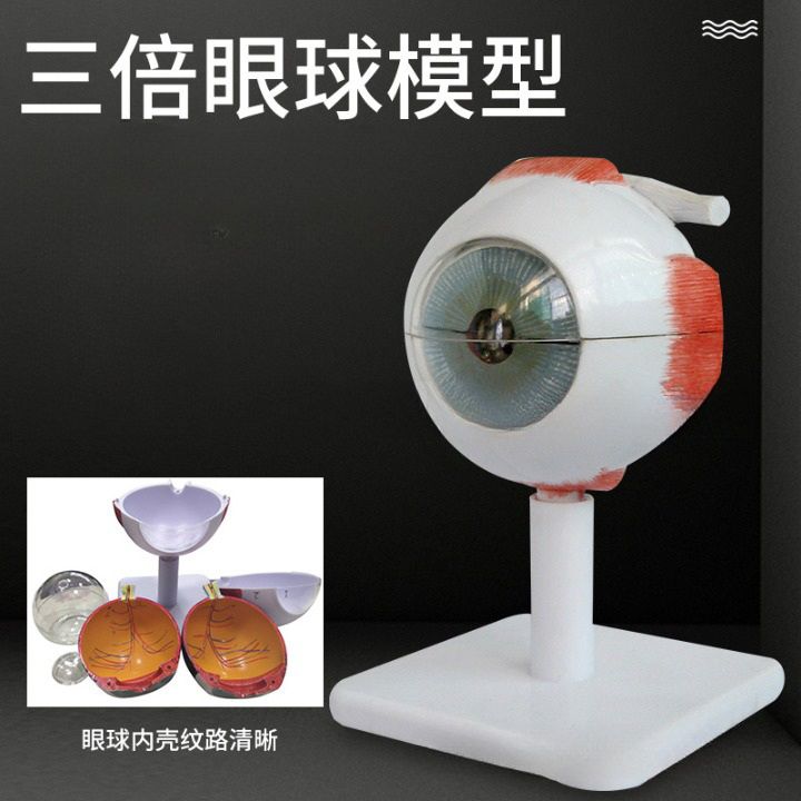 Anatomical eye model, collapsible, scale 3:1