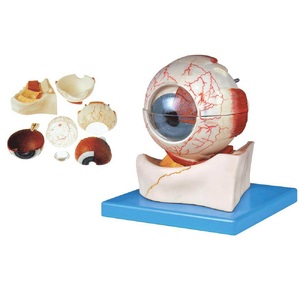Анатомическая модель (макет) глаза YJ-GJ0013