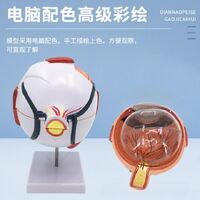 Анатомическая модель (макет) глаза, разборная, с тонкими кровеносными сосудами, масштаб 6:1