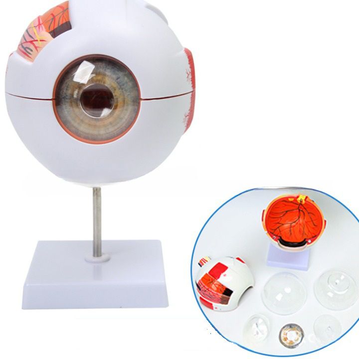 Anatomical eye model, dismountable, with thin blood vessels, scale 6:1 6倍眼球