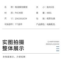 Анатомическая модель (макет) глаза, разборная, с тонкими кровеносными сосудами, масштаб 6:1