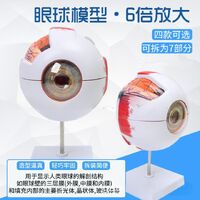 Anatomical eye model, collapsible, scale 6:1