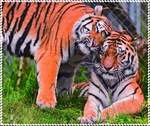 Салфетка для очков с рисунком, материал микрофибра, в индивидуальной упаковке ТИГРЫ, 17,5 *14,5 см