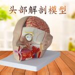 Анатомическая модель (макет) головы, разборная из 4 частей, масштаб 1:1, 头部解剖