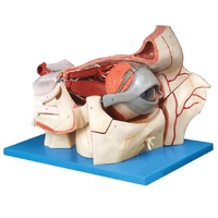 Анатомическая модель глаза YJ-GJ0015