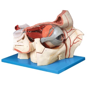 Анатомическая модель (макет) глаза YJ-GJ0015