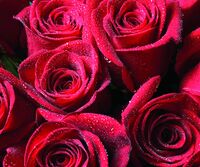 Cleaning cloth for glasses with a print, microfiber material, individually wrapped C41 ROZA, 17.5*14.5 cm