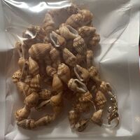 Non-slip seashell chain, for glasses and masks GL297