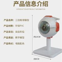 Anatomical eye model, collapsible, scale 3:1
