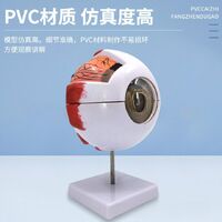 Анатомическая модель (макет) глаза, разборная, с тонкими кровеносными сосудами, масштаб 6:1