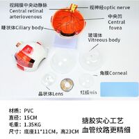 Anatomical eye model, collapsible, scale 6:1