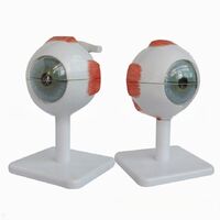 Anatomical eye model, collapsible, scale 3:1
