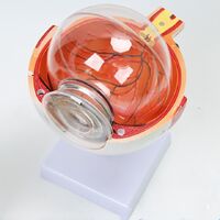 Anatomical eye model, dismountable, with thin blood vessels, scale 6:1 6倍眼球