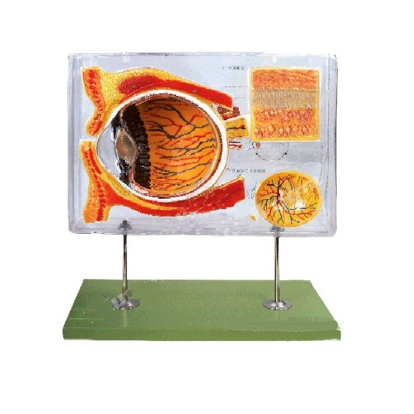 Anatomical eye model YJ-GJ0016