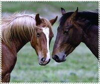 Glasses cleaning cloth with a pattern, microfiber material, individually wrapped ЛОШАДИ, 17.5*14.5 cm