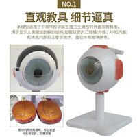 Anatomical eye model, collapsible, scale 3:1