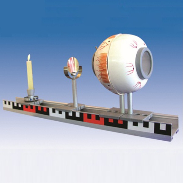 Anatomical eye model with demonstration of the image of the eyeball SMD106A