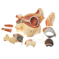 Анатомическая модель глаза YJ-GJ0015